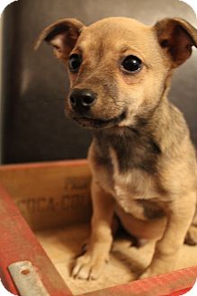 Chihuahua/Terrier (Unknown Type, Small) Mix Puppy for Sale in Bedminster, New Jersey - Diego Chihuahua/Terrier (Unknown Type, Small) Mix Puppy for Sale in Bedminster, New Jersey - Diego