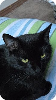 Domestic Shorthair Cat for Sale in Bentonville, Arkansas - Binx Domestic Shorthair Cat for Sale in Bentonville, Arkansas - Binx