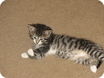 Domestic Shorthair Kitten for Sale in Pittstown, New Jersey - Kitkat Domestic Shorthair Kitten for Sale in Pittstown, New Jersey - Kitkat