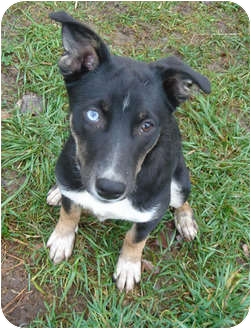 husky shepherd mix