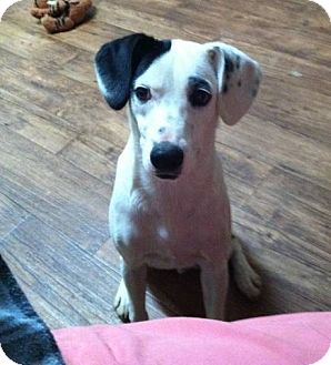 Pointer/Labrador Retriever Mix Dog for Sale in Manchester, Connecticut - Whooper ADOPTION PENDING Pointer/Labrador Retriever Mix Dog for Sale in Manchester, Connecticut - Whooper ADOPTION PENDING