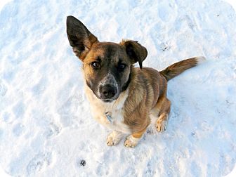 Australian Kelpie/Australian Cattle Dog Mix Puppy for Sale in Boise, Idaho - Paisley Australian Kelpie/Australian Cattle Dog Mix Puppy for Sale in Boise, Idaho - Paisley
