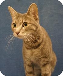 Manx Cat for Sale in Sacramento, California - Duchess Manx Cat for Sale in Sacramento, California - Duchess