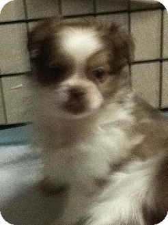 Pekingese/Pekingese Mix Puppy for Sale in Hazard, Kentucky - Skiddles Pekingese/Pekingese Mix Puppy for Sale in Hazard, Kentucky - Skiddles