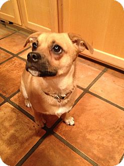 Pug/Chihuahua Mix Dog for Sale in Phoenix, Arizona - Max Pug/Chihuahua Mix Dog for Sale in Phoenix, Arizona - Max