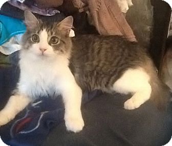 Domestic Mediumhair Cat for Sale in Horsham, Pennsylvania - Simba Domestic Mediumhair Cat for Sale in Horsham, Pennsylvania - Simba
