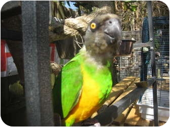 Parrot - Other for Sale in Melbourne Beach, Florida - Piwi Parrot - Other for Sale in Melbourne Beach, Florida - Piwi