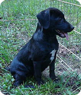 Labrador Retriever Mix Puppy for Sale in Harrisonburg, Virginia - Monday ($275 fee) Labrador Retriever Mix Puppy for Sale in Harrisonburg, Virginia - Monday ($275 fee)
