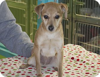 Chihuahua Mix Dog for Sale in New cumberland, West Virginia - Cadence Chihuahua Mix Dog for Sale in New cumberland, West Virginia - Cadence