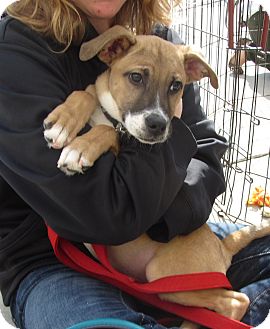 Terrier (Unknown Type, Medium)/Boxer Mix Puppy for Sale in Lincolnton, North Carolina - Chester Terrier (Unknown Type, Medium)/Boxer Mix Puppy for Sale in Lincolnton, North Carolina - Chester