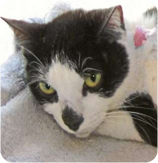 Domestic Shorthair Cat for Sale in Indian Rocks Beach, Florida - Miranda Panda Domestic Shorthair Cat for Sale in Indian Rocks Beach, Florida - Miranda Panda
