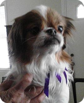 Japanese Chin Dog for Sale in Youngstown, Ohio - Bubba ~ Adoption Pending Japanese Chin Dog for Sale in Youngstown, Ohio - Bubba ~ Adoption Pending