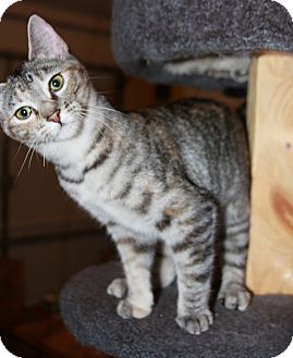 Domestic Shorthair Kitten for Sale in Phoenix, Arizona - Jesse Domestic Shorthair Kitten for Sale in Phoenix, Arizona - Jesse