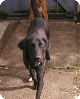 German Shepherd Dog/Labrador Retriever Mix Dog for Sale in Puyallup, Washington - Hanna German Shepherd Dog/Labrador Retriever Mix Dog for Sale in Puyallup, Washington - Hanna