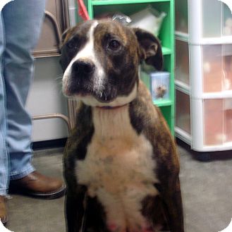 Boxer Mix Dog for Sale in hagerstown, Maryland - Bella Boxer Mix Dog for Sale in hagerstown, Maryland - Bella