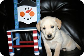 Labrador Retriever Mix Puppy for Sale in Glastonbury, Connecticut - Denver Labrador Retriever Mix Puppy for Sale in Glastonbury, Connecticut - Denver