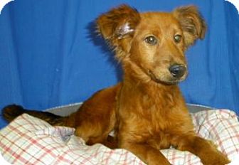 Golden Retriever/Collie Mix Puppy for Sale in Lincolnton, North Carolina - Goldie Golden Retriever/Collie Mix Puppy for Sale in Lincolnton, North Carolina - Goldie