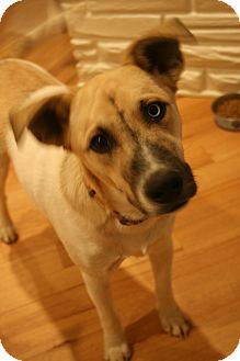 Anatolian Shepherd/Husky Mix Dog for Sale in Hamburg, Pennsylvania - Uno Blue Anatolian Shepherd/Husky Mix Dog for Sale in Hamburg, Pennsylvania - Uno Blue