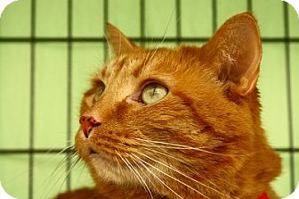 Domestic Shorthair Cat for Sale in Lombard, Illinois - Leo Domestic Shorthair Cat for Sale in Lombard, Illinois - Leo