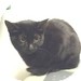Domestic Mediumhair Kitten for Sale in Vancouver, British Columbia - Byte Domestic Mediumhair Kitten for Sale in Vancouver, British Columbia - Byte