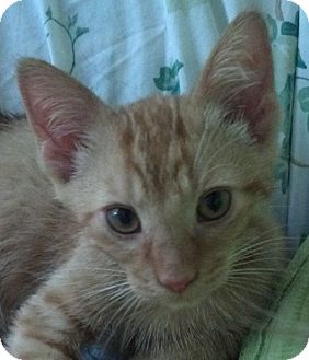 Domestic Shorthair Kitten for Sale in Tucker, Georgia - Mango Domestic Shorthair Kitten for Sale in Tucker, Georgia - Mango