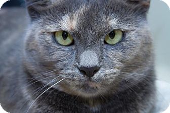 Domestic Shorthair Cat for Sale in Irvine, California - Rita Domestic Shorthair Cat for Sale in Irvine, California - Rita