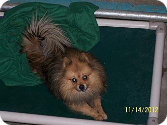 Pomeranian Mix Dog for Sale in Seattle, Washington - Happy Pomeranian Mix Dog for Sale in Seattle, Washington - Happy