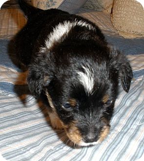 Australian Kelpie/Border Collie Mix Puppy for Sale in Granbury, Texas - Bubba J Australian Kelpie/Border Collie Mix Puppy for Sale in Granbury, Texas - Bubba J
