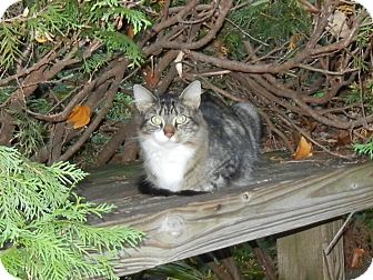Domestic Shorthair Cat for Sale in Southington, Connecticut - Keecha Domestic Shorthair Cat for Sale in Southington, Connecticut - Keecha