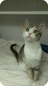 Domestic Shorthair Cat for Sale in Richboro, Pennsylvania - Jessica Alba Domestic Shorthair Cat for Sale in Richboro, Pennsylvania - Jessica Alba