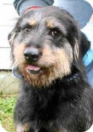 Terrier (Unknown Type, Medium) Mix Dog for Sale in Gainesville, Florida - Fiya Terrier (Unknown Type, Medium) Mix Dog for Sale in Gainesville, Florida - Fiya