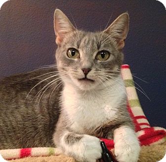 Domestic Shorthair Cat for Sale in Foothill Ranch, California - Missy Domestic Shorthair Cat for Sale in Foothill Ranch, California - Missy