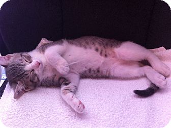 Domestic Shorthair Kitten for Sale in Pompano Beach, Florida - Missy Domestic Shorthair Kitten for Sale in Pompano Beach, Florida - Missy