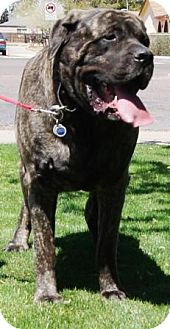 English Mastiff Dog for Sale in Gilbert, Arizona - Max English Mastiff Dog for Sale in Gilbert, Arizona - Max