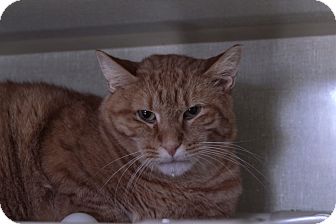 Domestic Shorthair Cat for Sale in Chicago, Illinois - Gordo Domestic Shorthair Cat for Sale in Chicago, Illinois - Gordo