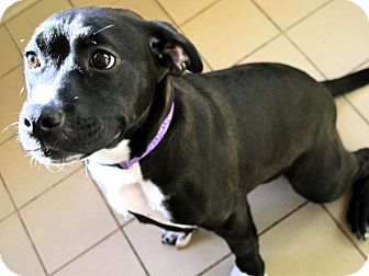 American Pit Bull Terrier Mix Dog for Sale in Jackson, Michigan - Mara American Pit Bull Terrier Mix Dog for Sale in Jackson, Michigan - Mara