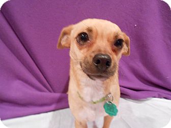 Chihuahua Mix Dog for Sale in Westminster, Colorado - Pasha Chihuahua Mix Dog for Sale in Westminster, Colorado - Pasha