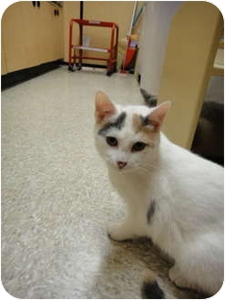 Turkish Van Cat for Sale in Howell, New Jersey - Tulip Turkish Van Cat for Sale in Howell, New Jersey - Tulip