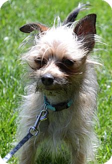 Yorkie, Yorkshire Terrier Mix Dog for Sale in Simi Valley, California - Robbie Yorkie, Yorkshire Terrier Mix Dog for Sale in Simi Valley, California - Robbie