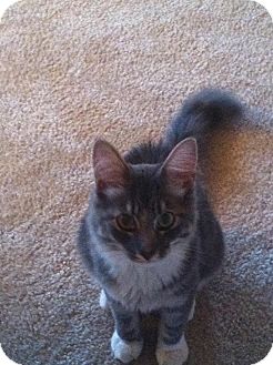 Maine Coon Kitten for Sale in Arlington, Virginia - Sam Maine Coon Kitten for Sale in Arlington, Virginia - Sam