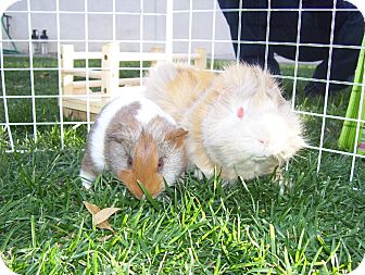 Guinea Pig for Sale in Costa Mesa, California - Moriko and Anzan Guinea Pig for Sale in Costa Mesa, California - Moriko and Anzan