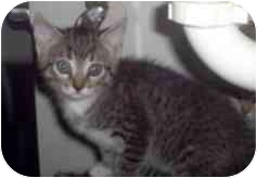 Domestic Mediumhair Kitten for Sale in 33141, Florida - Chelsie,FL Domestic Mediumhair Kitten for Sale in 33141, Florida - Chelsie,FL