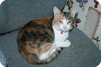 Calico Cat for Sale in SantaRosa, California - Charlotte Calico Cat for Sale in SantaRosa, California - Charlotte
