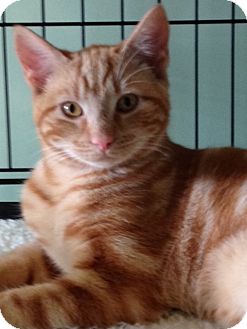 Domestic Shorthair Cat for Sale in Monroe, Georgia - Poncho Domestic Shorthair Cat for Sale in Monroe, Georgia - Poncho