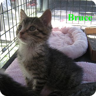 American Shorthair Kitten for Sale in New York, New York - Bruce American Shorthair Kitten for Sale in New York, New York - Bruce