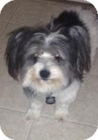 Skye Terrier/Lhasa Apso Mix Dog for Sale in Gainesville, Florida - Stefano Skye Terrier/Lhasa Apso Mix Dog for Sale in Gainesville, Florida - Stefano