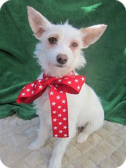 Westie, West Highland White Terrier/Terrier (Unknown Type, Small) Mix Puppy for Sale in San Diego, California - NADIA Westie, West Highland White Terrier/Terrier (Unknown Type, Small) Mix Puppy for Sale in San Diego, California - NADIA