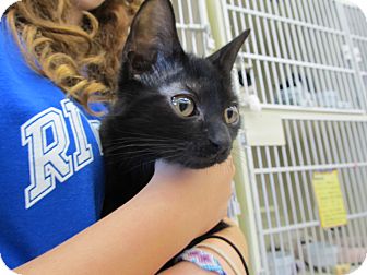 Domestic Shorthair Kitten for Sale in Riverhead, New York - Blackberry (kitten) Domestic Shorthair Kitten for Sale in Riverhead, New York - Blackberry (kitten)
