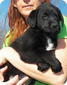 Labrador Retriever/Husky Mix Puppy for Sale in Sussex, New Jersey - Quincy Labrador Retriever/Husky Mix Puppy for Sale in Sussex, New Jersey - Quincy