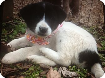 Border Collie Mix Puppy for Sale in Somers, Connecticut - Missy - such a beauty! Border Collie Mix Puppy for Sale in Somers, Connecticut - Missy - such a beauty!